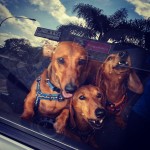 dogs