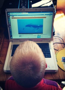 Whale watching on the computer